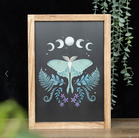 Luna Moth Framed Wall Art Print