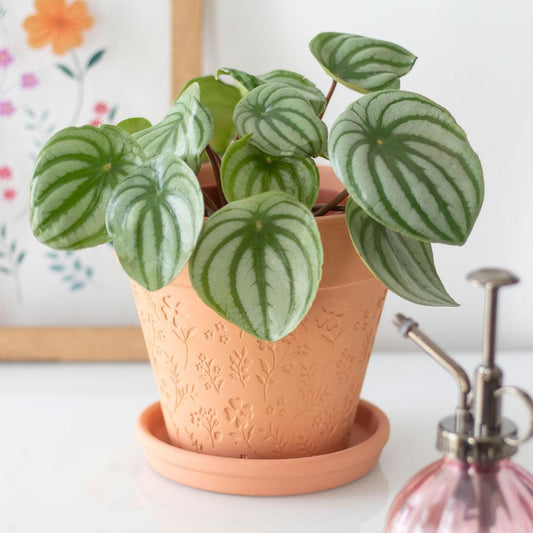 Engraved Botanical Terracotta Plant Pot